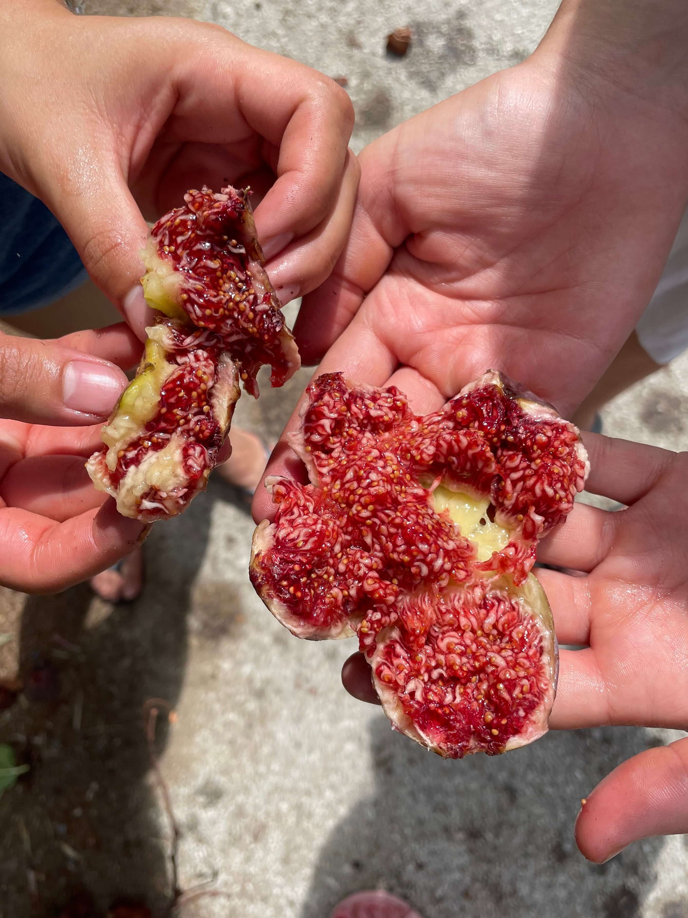 broken open figs in Greece